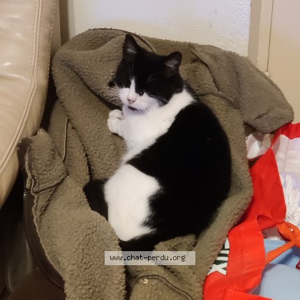 Photo 1/1 fifi Chat perdu à Toulon