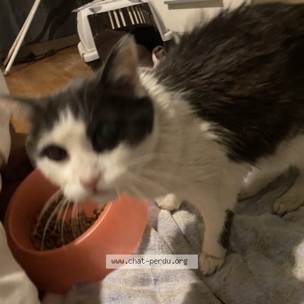 Photo de chat trouvé à Limas