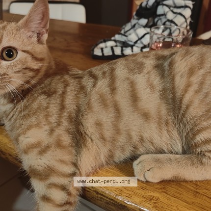 Photo de chat perdu à Saulce Sur Rhone