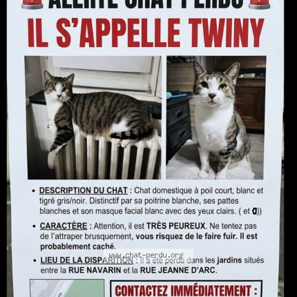 Photo 1/1 twiny Chat perdu à Toul