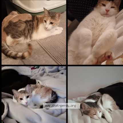 Photo de chat perdu à Montpellier