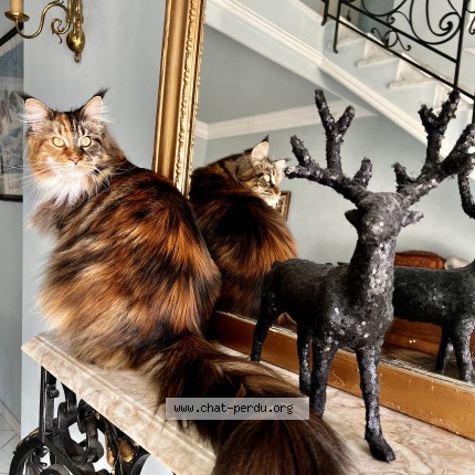 Photo de chat perdu à Les Cluses