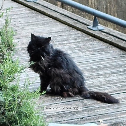 Photo de chat trouvé à Grenoble