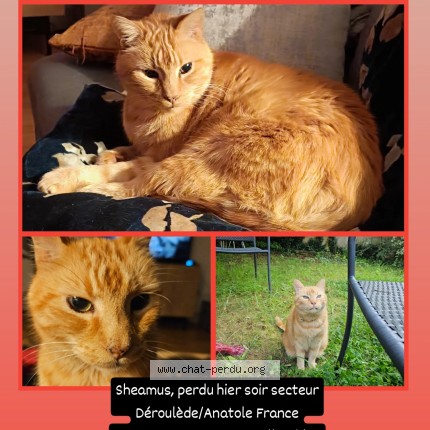 Photo de chat perdu à Laxou