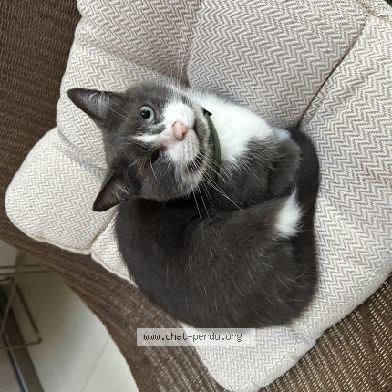 Photo de chat perdu à Laigneville