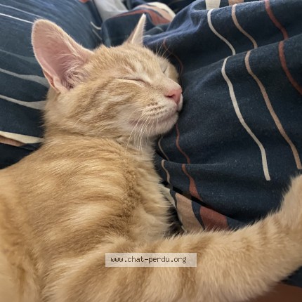 Photo de chat perdu à Bazus