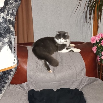 Photo de chat perdu à Egreville