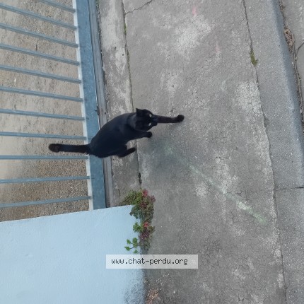 Photo 1/1 Chat trouvé Trouvé à Libourne