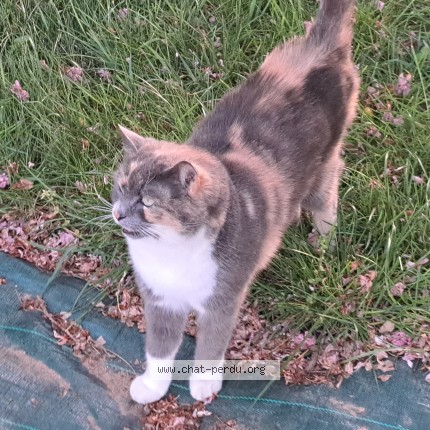 Photo de chat trouvé à Nort Sur Erdre