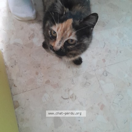 Photo de chat trouvé à Sigean