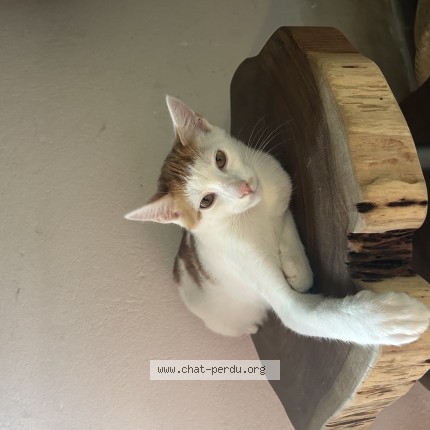 Photo de chat perdu à Geloux