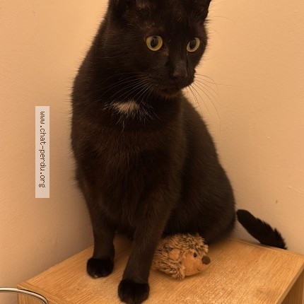 Photo de chat perdu à Gaillac