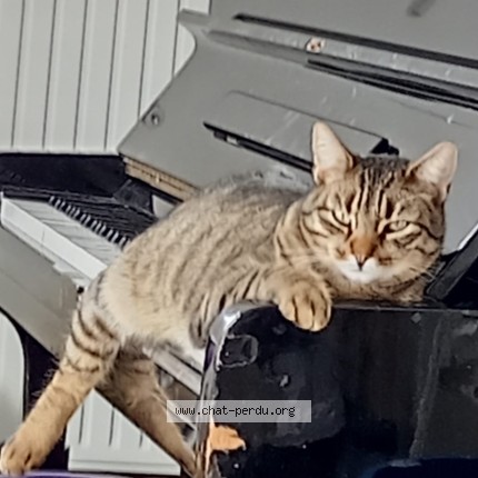 Photo de chat perdu à Saint Brevin Les Pins