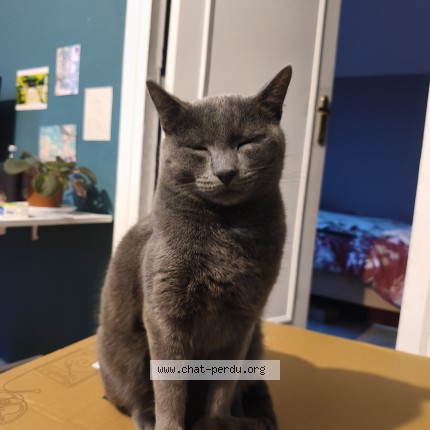 Photo de chat perdu à Reau