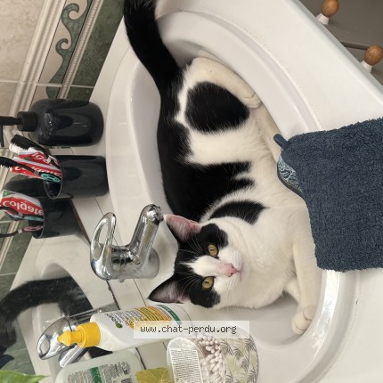 Photo 1/1 Rocky Chat perdu à Barnazat