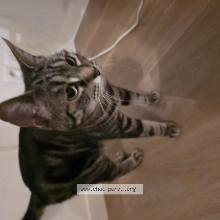 Photo 1/1 Chat retrouvé Trouvé à Bordeaux