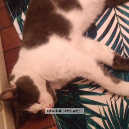 Photo 1/1 Oscar Chat perdu à Millet