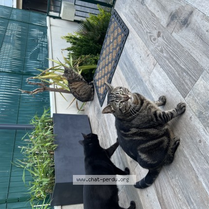 Photo 1/1 Fizz Chat perdu à Saint fargeau ponthiery