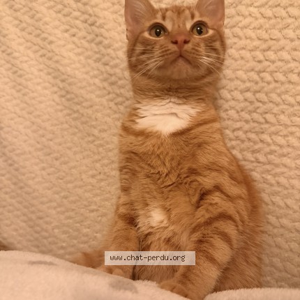 Photo 1/1 Ibiza Chat perdu à Toulouse