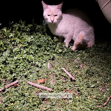 Photo de chat trouvé à Carriere Sous Poissy