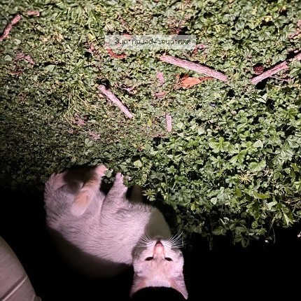 Photo 1/1 Chat trouvé Trouvé à Carriere Sous Poissy