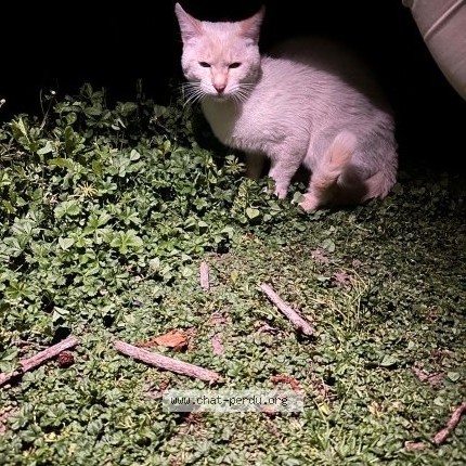 Photo 1/1 Chat trouvé Trouvé à Carriere Sous Poissy
