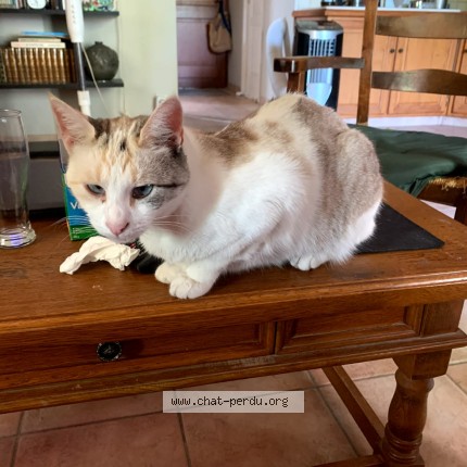 Photo de chat perdu à Montpon Menesterol