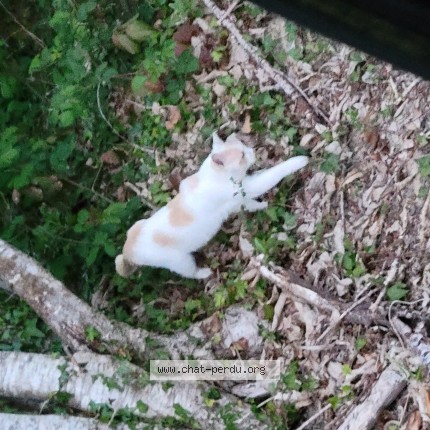 Photo de chat trouvé à Tercillat