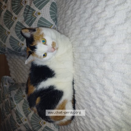 Photo de chat perdu à Balinghem