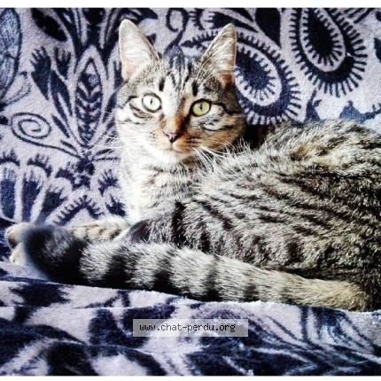 Photo de chat perdu à Noisy Le Sec