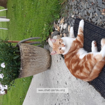 Photo de chat perdu à Loue