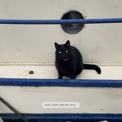 Photo 1/1 Chamallow Chat perdu à Velars sur ouche