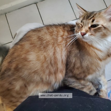 Photo de chat perdu à Jarville La Malgrange