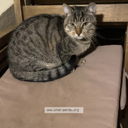 Photo de chat perdu à Vallet