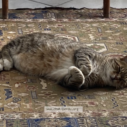 Photo 1/1 ILOU Chat perdu à Crolles