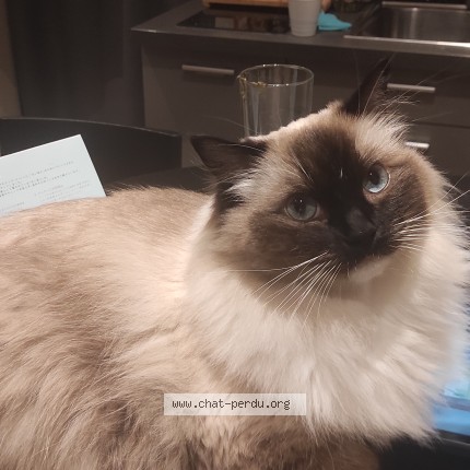 Photo 1/1 mia Chat perdu à Juan les pins