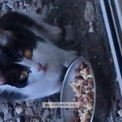 Photo 1/1 Chat trouvé Trouvé à Lorient