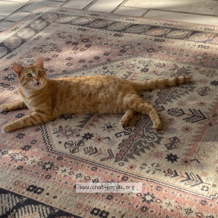 Photo 1/1 Chat trouvé Trouvé à Saint angeau