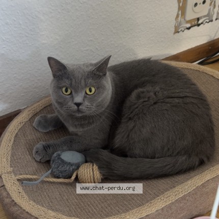 Photo 2/2 Daisy Chat perdu à Corsier Sur Vevey