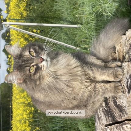 Photo 1/1 plume Chat perdu à Jarnac