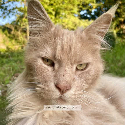 Photo de chat trouvé à Sainte Genevieve Des Bois