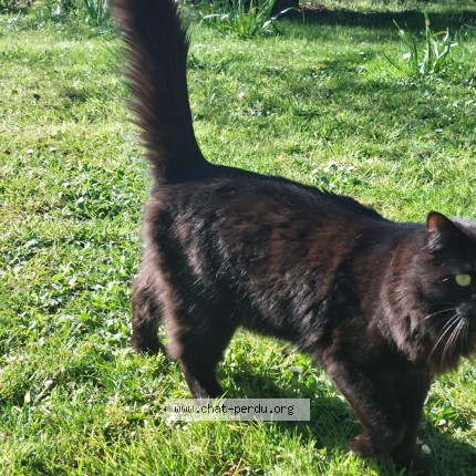 Photo 1/1 Moka appelé BOubou Chat perdu à Batz Sur Mer