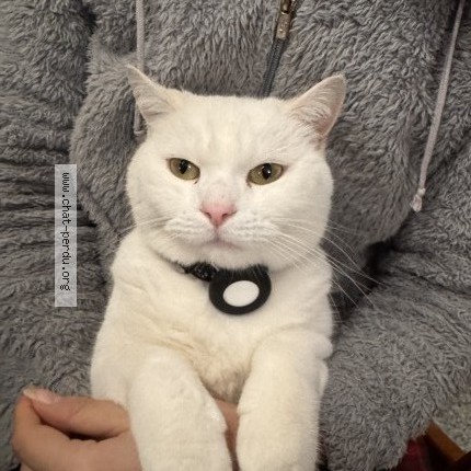 Photo 1/1 saphir Chat perdu à Ozoir la ferriere