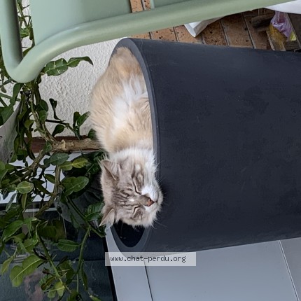 Photo 1/1 hermès Chat perdu à Dinan