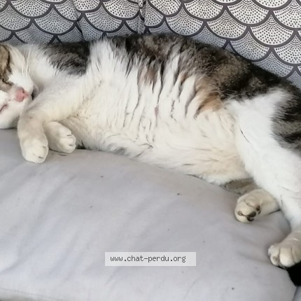 Photo de chat perdu à Fauverney