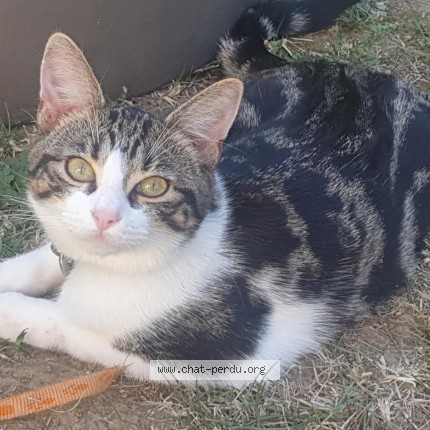 Photo 1/1 Chat retrouvé Perdu à Yerres