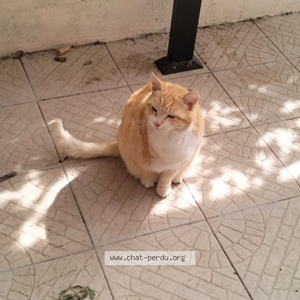 Photo de chat perdu à Saint Germain Sur Moine