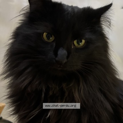 Photo 1/1 Tequila Chat perdu à Lumbin