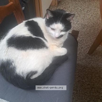 Photo 1/1 Chat retrouvé Perdu à Marquette En Ostrevent