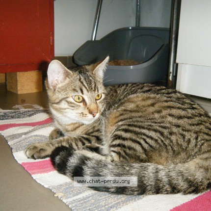 Photo de chat perdu à Sainte Foy